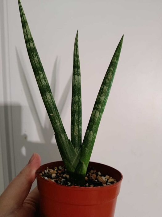 Сансевиерии разных сортов
