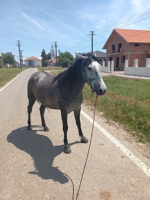 Vând iapă de 3-4 ani