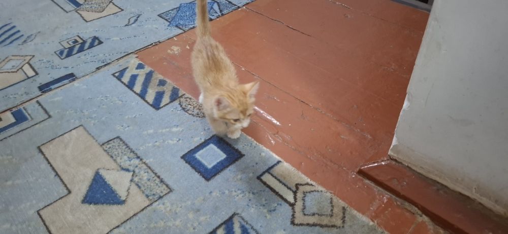 Отдам        котят