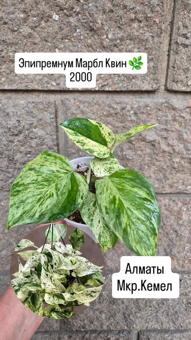 Комнатные растения