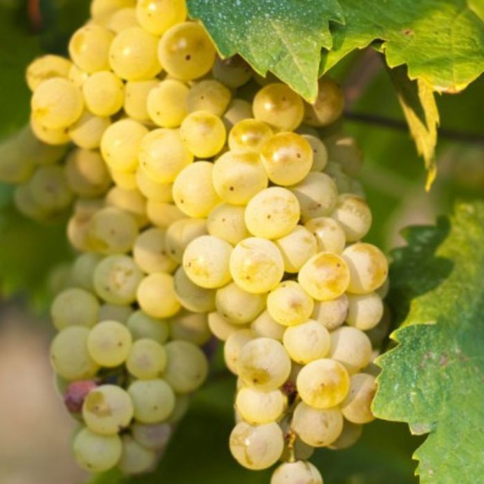 Muscat Otonel  wine