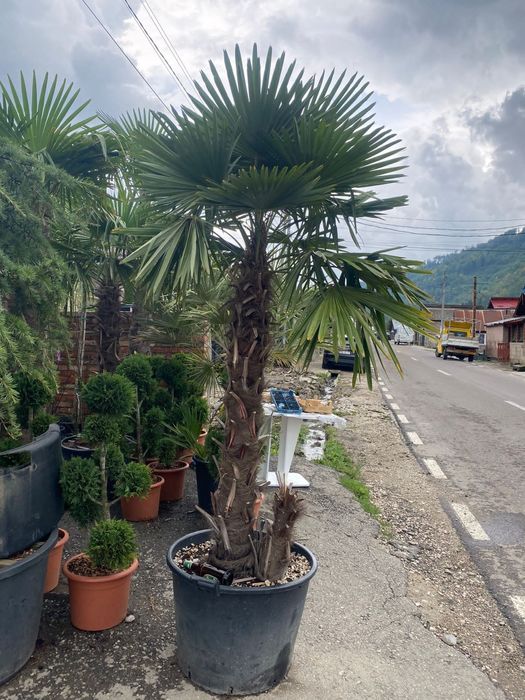 Vindem palmieri de mai multe specii