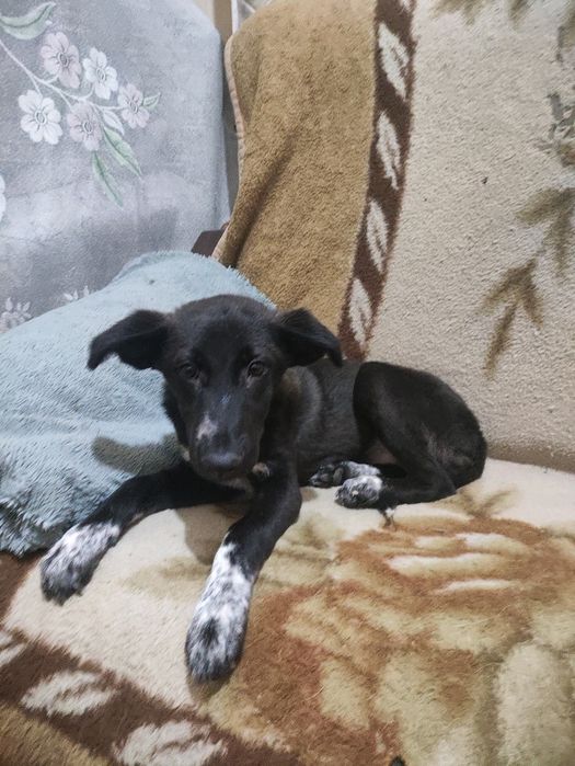 Щенок. Девочка. В хорошие руки. Можно на участок. Стерилизацию проведу