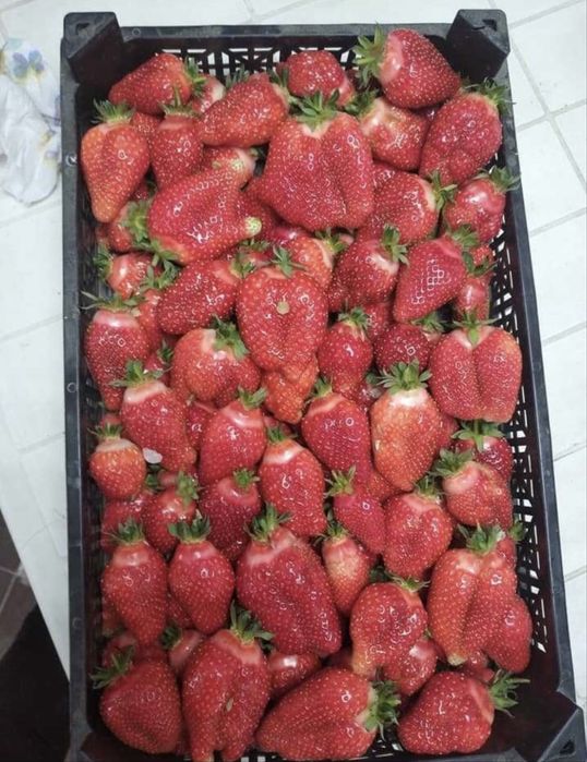 Разсад ягоди “АЛБА” 0.35ст.