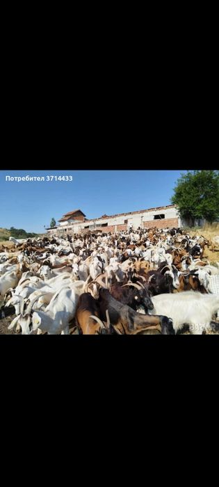 Продавам млади кози