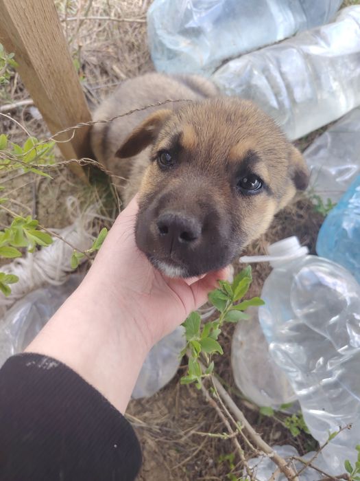 Catelusi spre adoptie