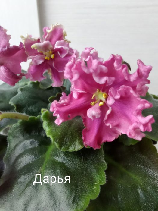 Сортовые фиалки.