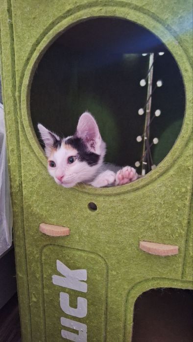 Котенок (девочка)