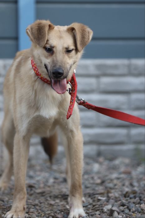 Милый Май, 11 мес., в поисках семьи