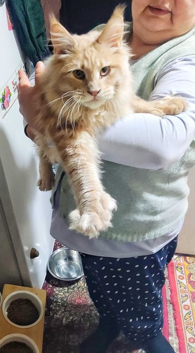 кошки МЕЙНКУН 5мес мальчик и девочка с документами