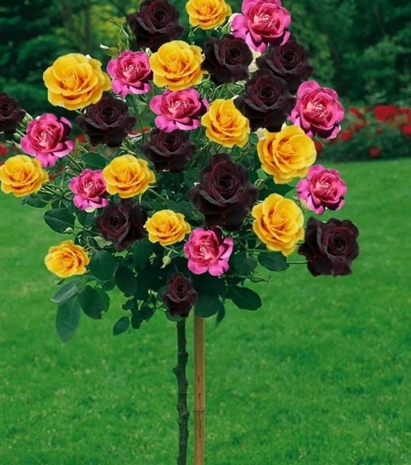 Trandafiri Pomișor Trio (3 Culori )