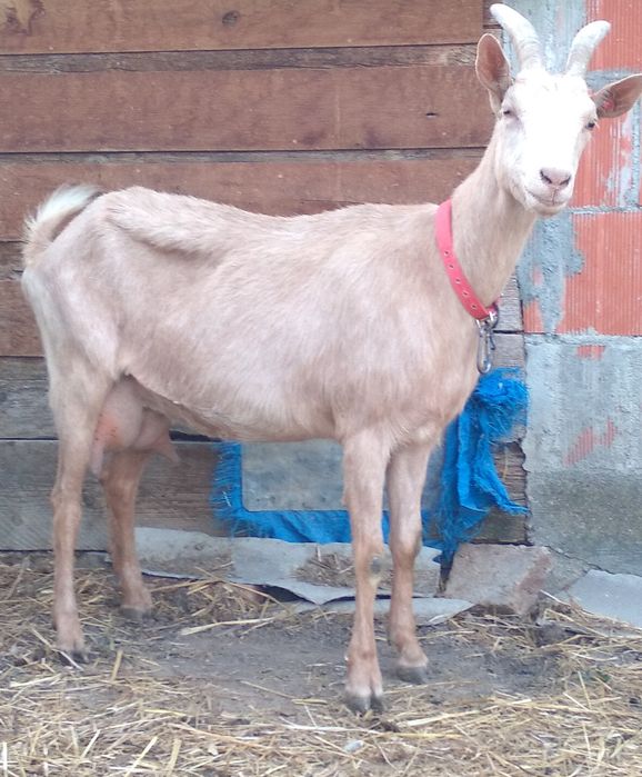 Două capre de vânzare