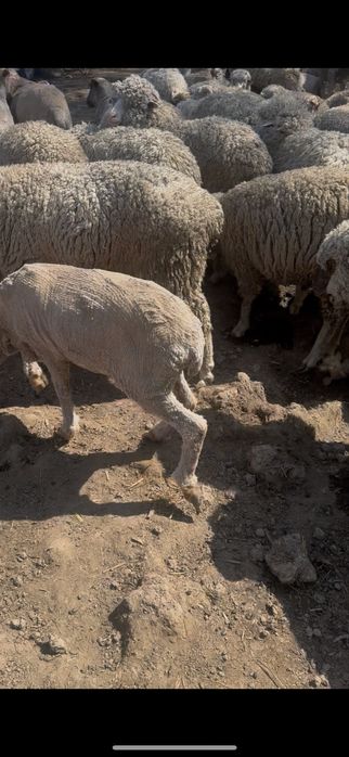 Кой,кошкар, токты,козы,баран