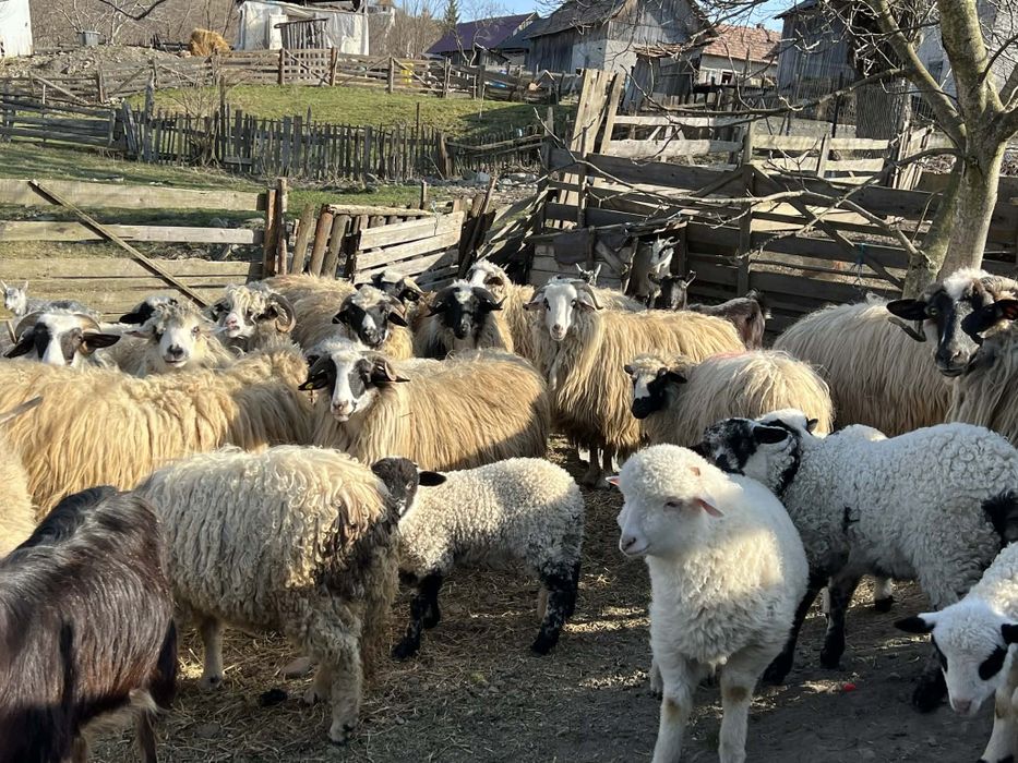 Vând 12 oi din 25 pe ales