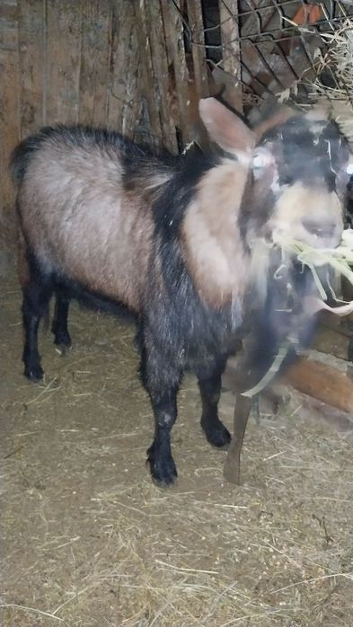 Vand sau schimb Tap Alpin mare