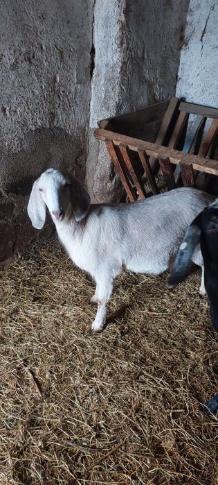 Vând Capre gestante 2 Buc