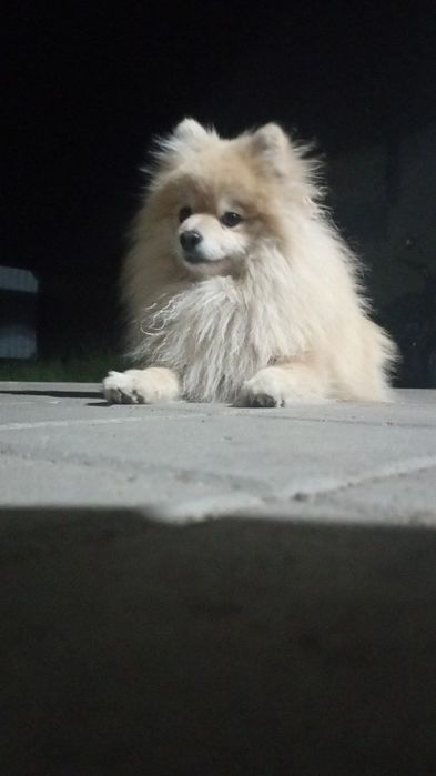 Немецкий шпиц на ВЯЗКУ.. Мальчик.