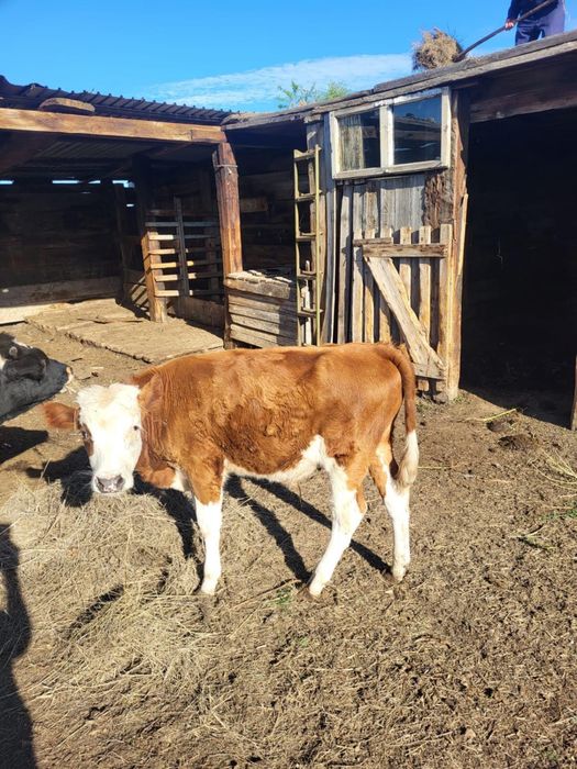 Продам КРС / Сиырлар мен бұзаулар сатылады
