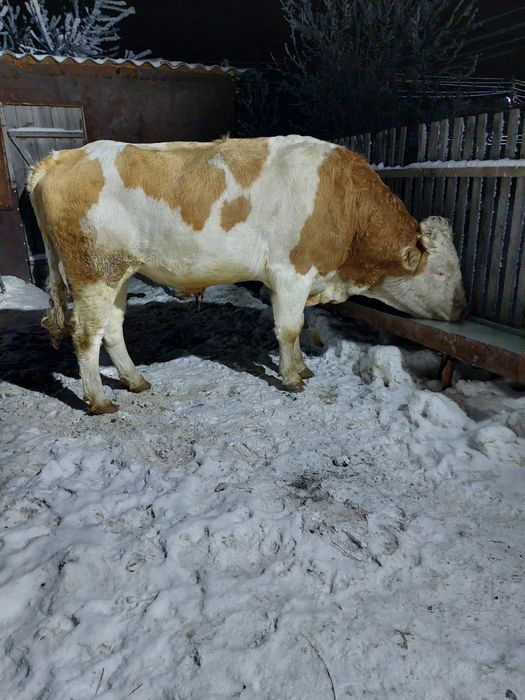 Продам быка производителя