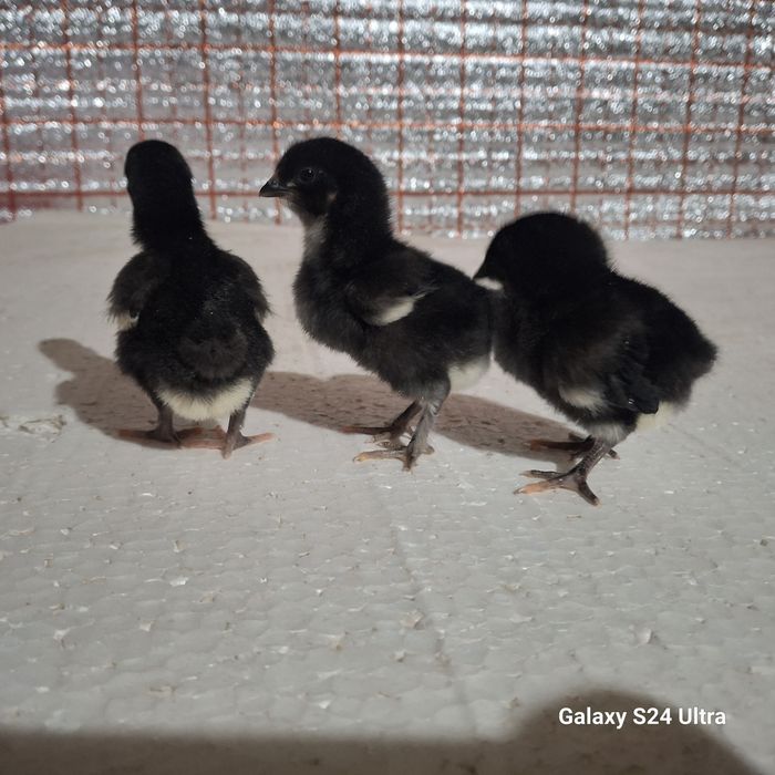 Дамашни кора жужалар