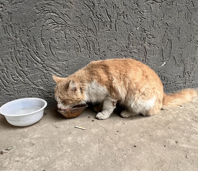 Рыжий кот в самые добрые руки