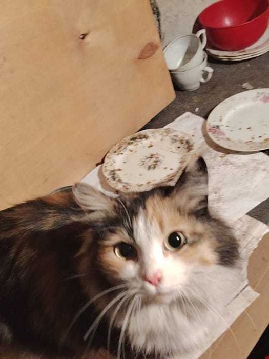 Срочно ищем дом для кошки