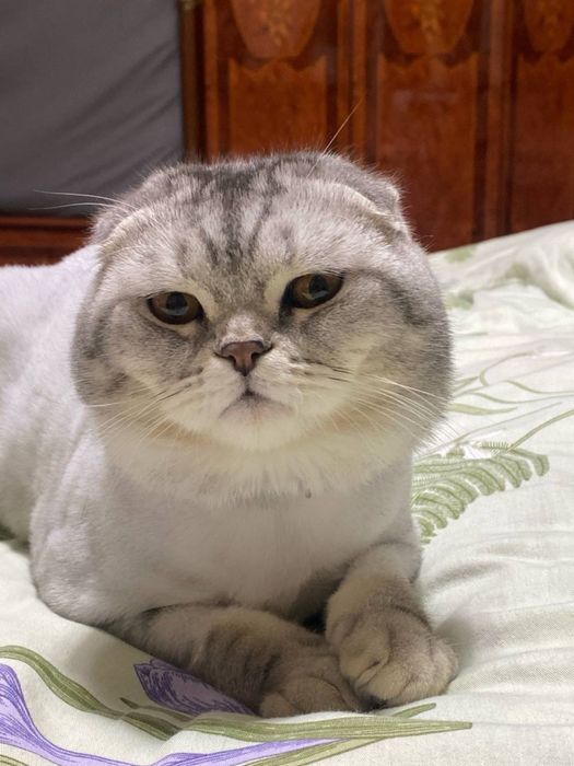 Vyaska shinshilla kot