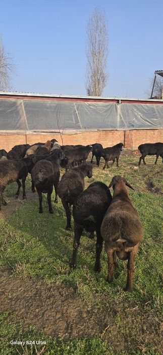 Qo'y, куй, qoy, кучкор, qochqor, qo'chqor