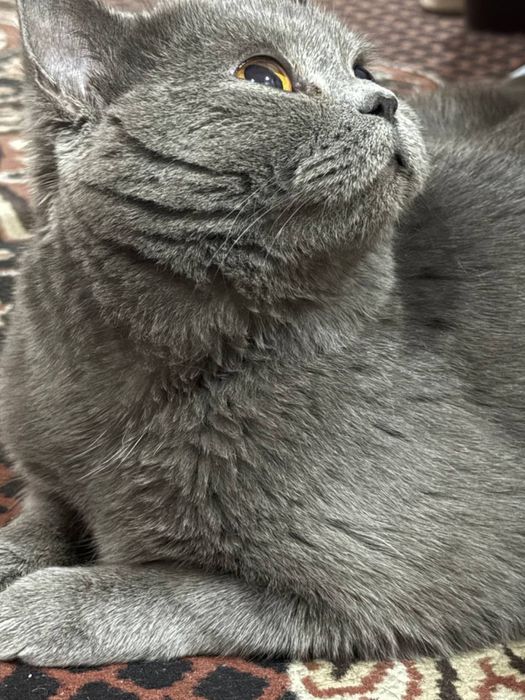 Британская короткошёрстная кошка