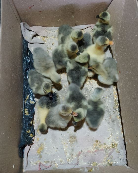 Vând boboci de gâscă americani