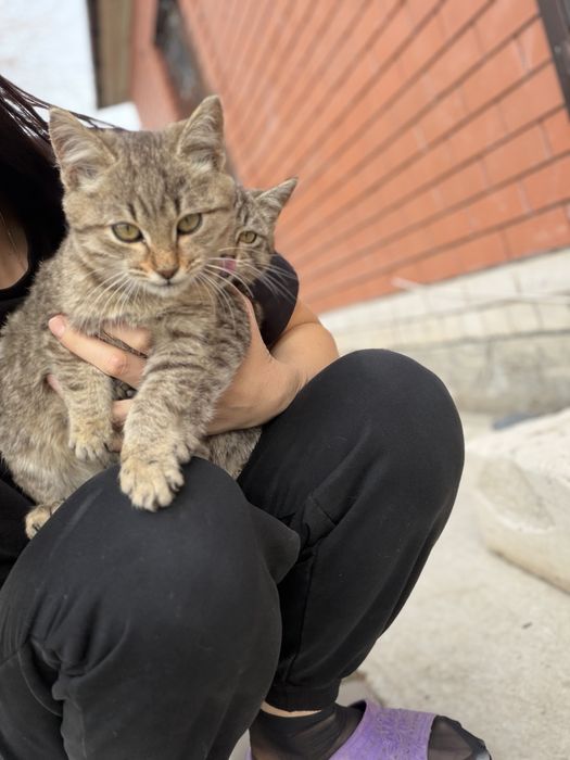 Отдам котенка в добрые руки