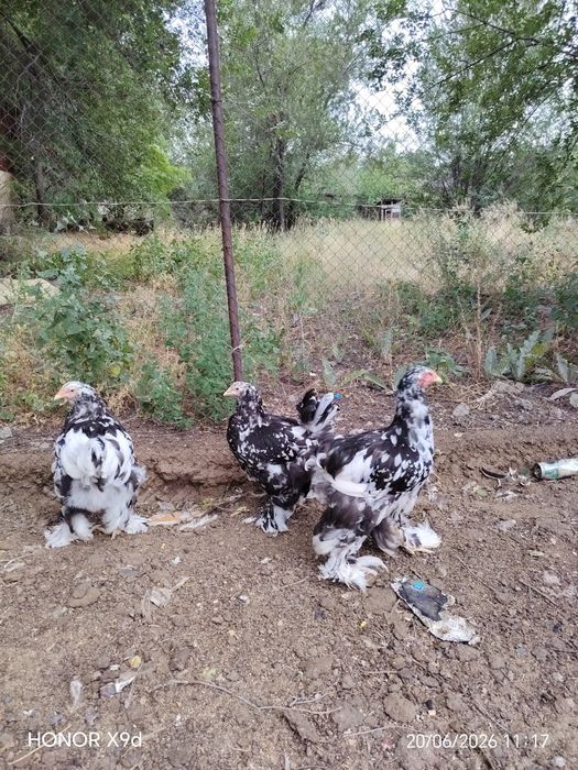 Продам пару Далматинец Брамы