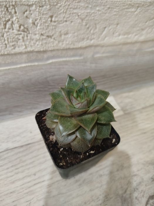 Продам суккуленты кактусы