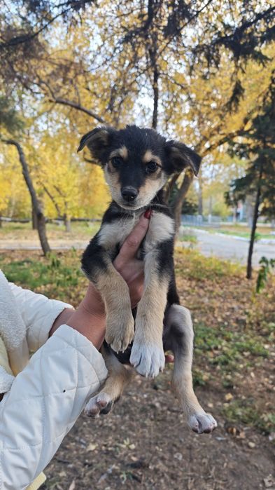 Щенки в добрые руки бесплатно