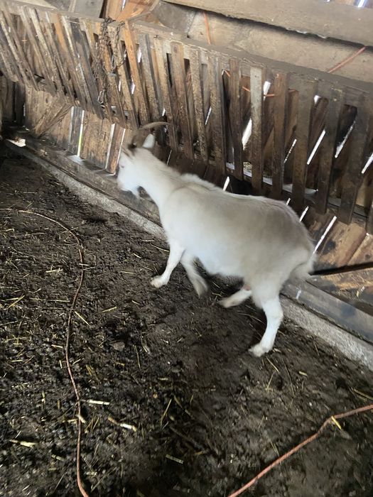 Vând capre tinere bune de lapte