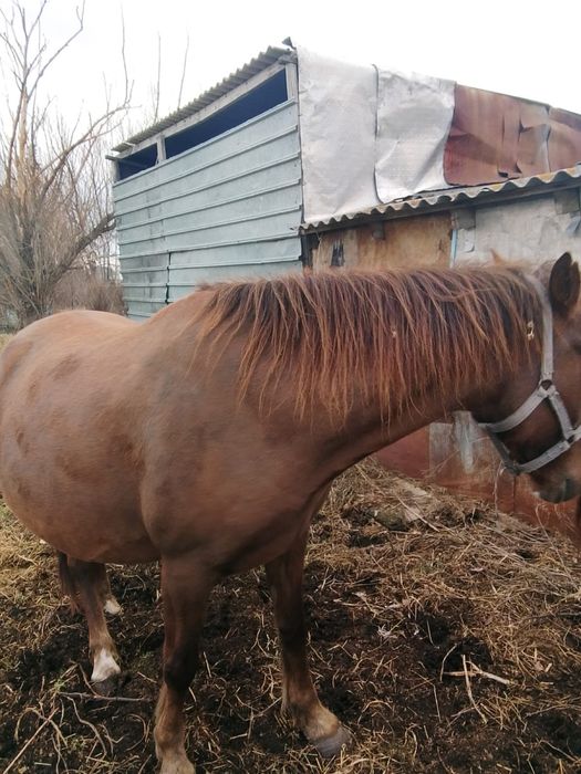 Кобыла жеребая.