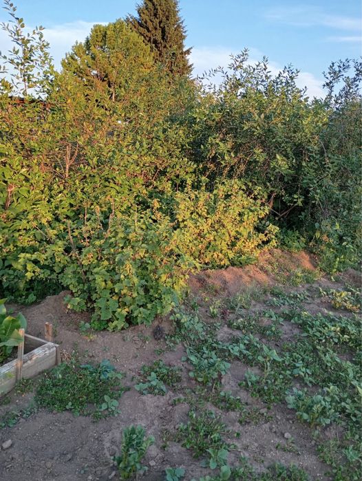 Дача в пос. Новая-Бухтарма