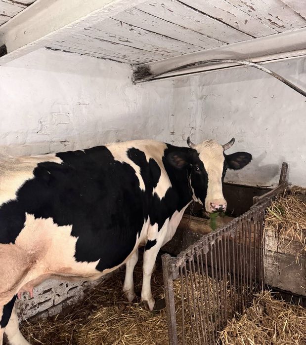 Продам корову на молоко звоните