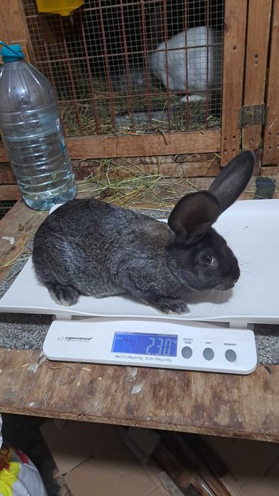 Tineret uriaș german