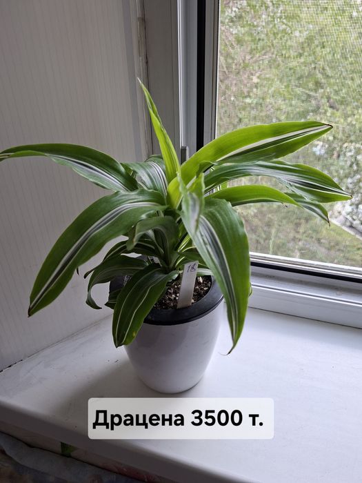 Продаю цветы комнатные