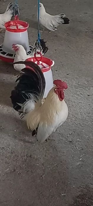Chabo Siro cocoș