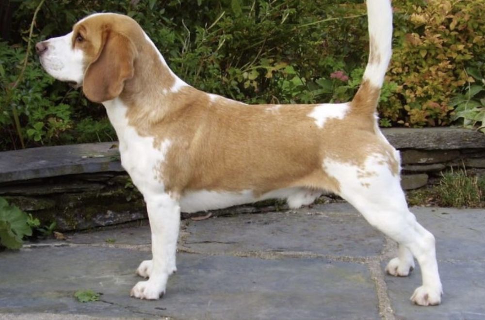 Щенки бигля Алматы