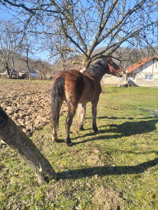 Mânz armăsar de vânzare