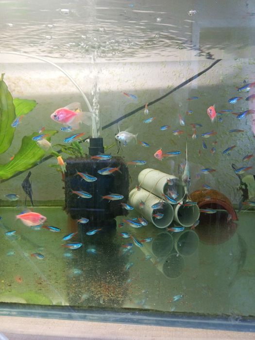 Продаются рыбки для аквариума