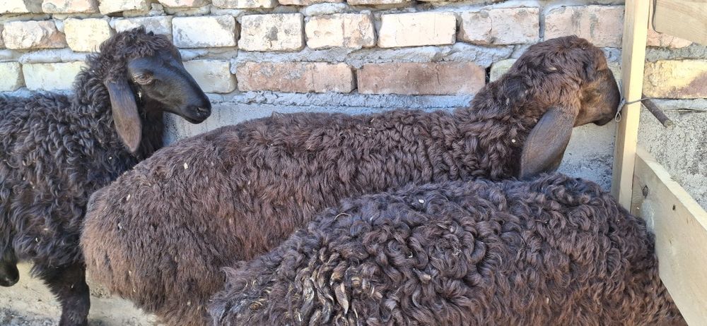 Nasildor husori qoʻylar bor