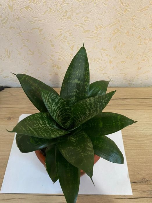 Комнатные - цветы