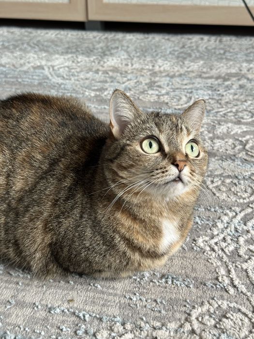 Отдам кошку ласковая , добрая