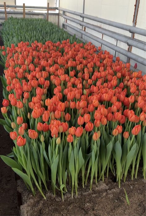 Оптом тюльпаны из местной теплицы
