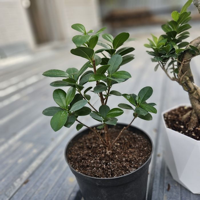 Комнатные цветы продам