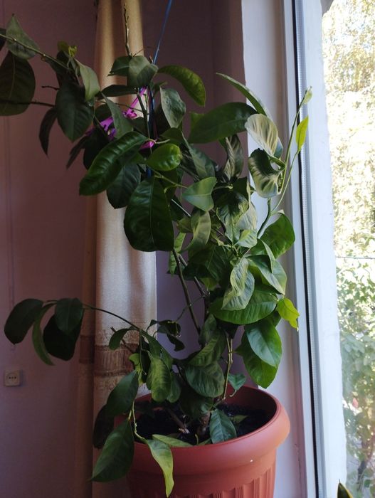 Лимон плодоносящий